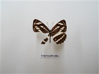 藏品(豆環蛺蝶)的圖片